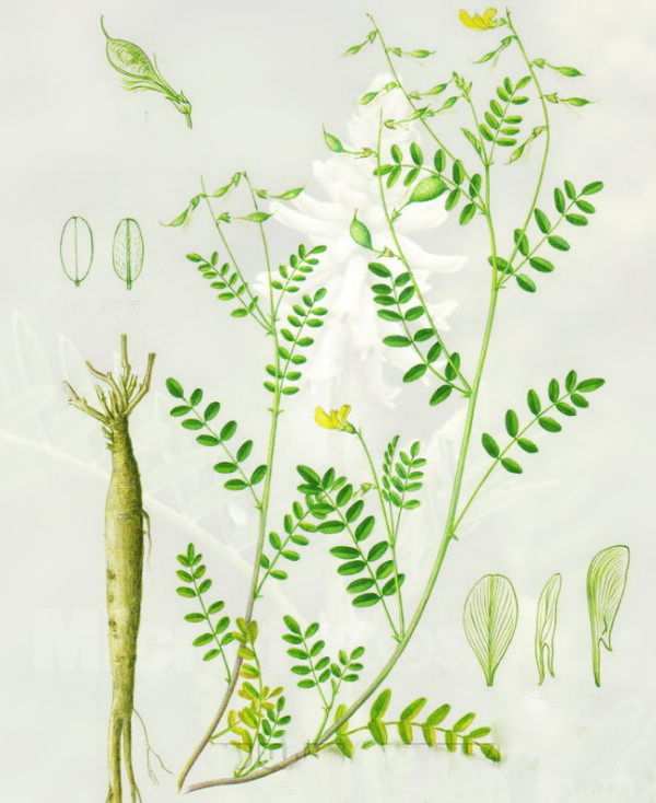 黄芪被历代医家公认为补气圣药,黄芪补气中药配方大全