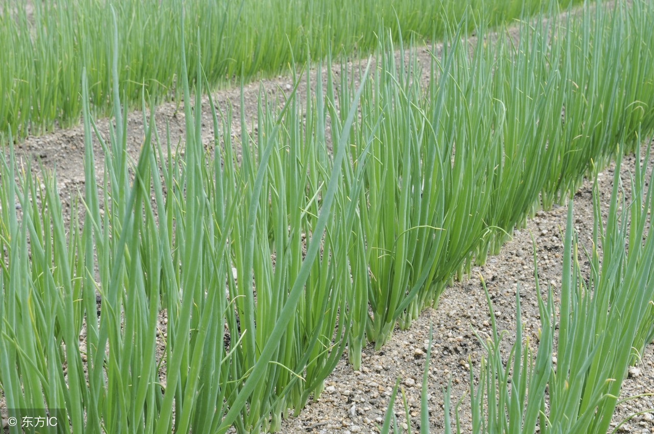 大葱有病虫害用什么药,大葱也可以用米醋来防治病虫害吗