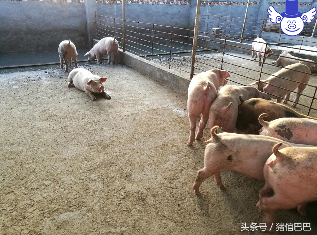 如何给猪补充微量元素？污染环境的方法绝对不能用