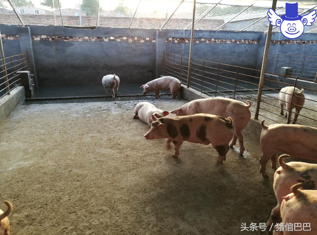 如何给猪补充微量元素？污染环境的方法绝对不能用