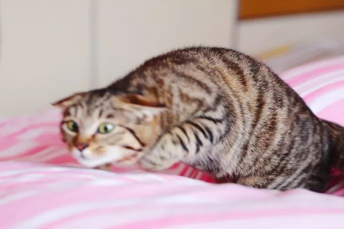 超级推荐的猫,推荐猫最爱吃的东西还很便宜