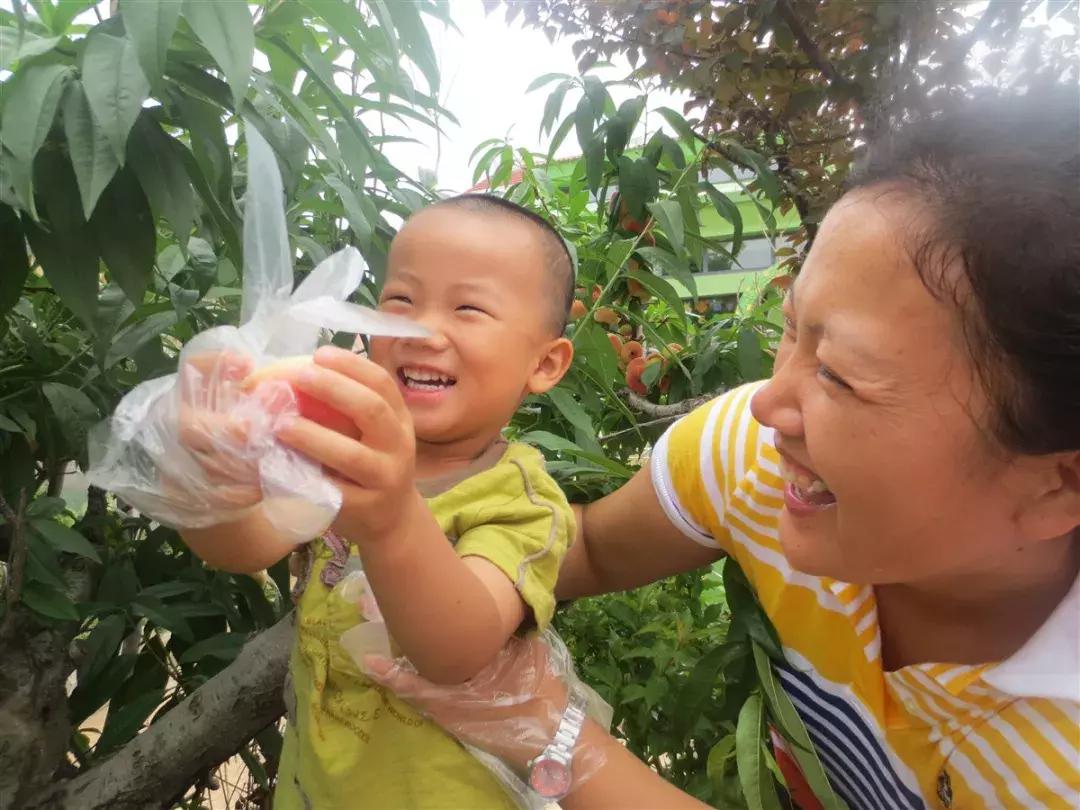 2020成都龙泉桃子采摘,桃子最新采摘视频