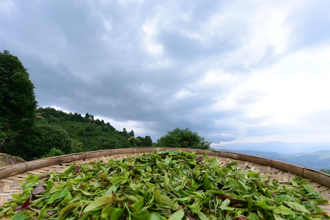 他找来浙大团队,用茶研发洗护用品,成了日本人都在代购的新国货