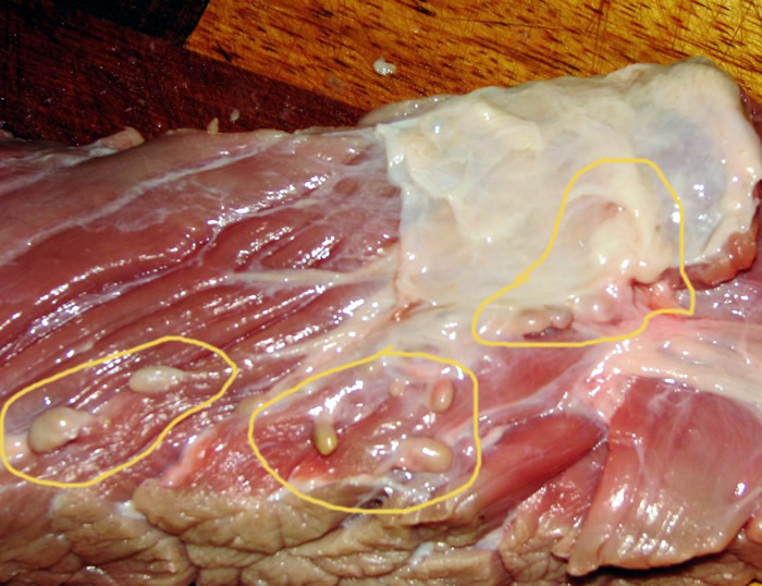 烹饪食用的三文鱼能生吃吗,不新鲜的三文鱼生吃会怎么样