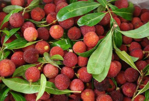 杨梅一年病虫害管理,杨梅怎么管理才能提早开花结果