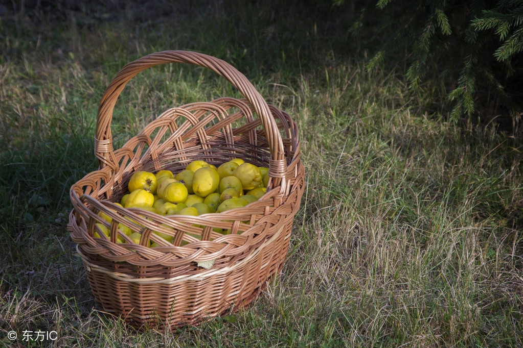 不熟的木瓜的功效与作用,买回来的木瓜没熟怎么办