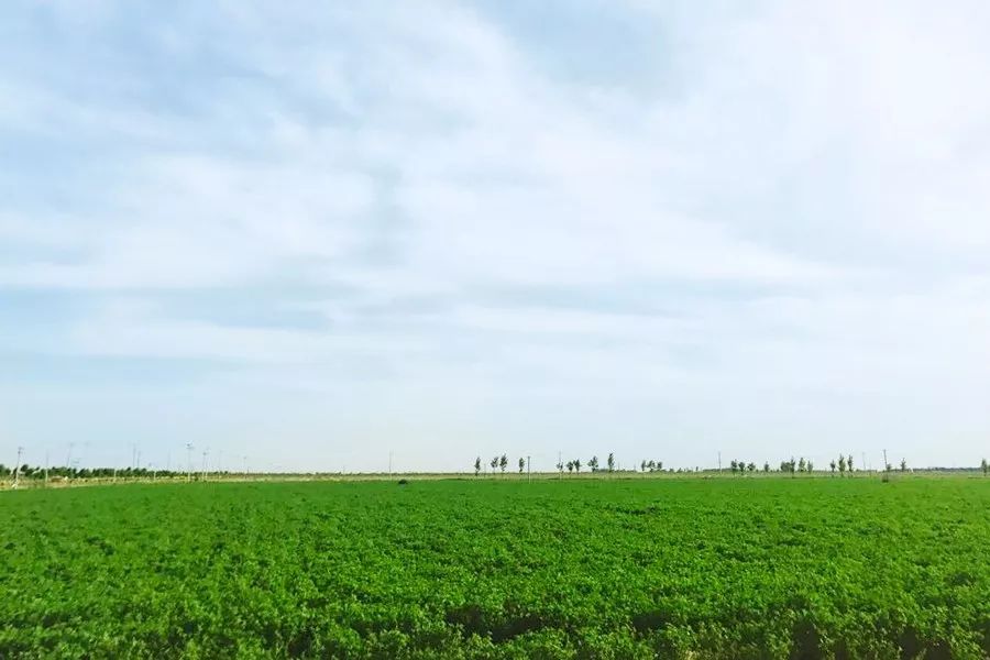 为了让孩子喝上放心的牛奶,他斥资4.6亿自建牧场!