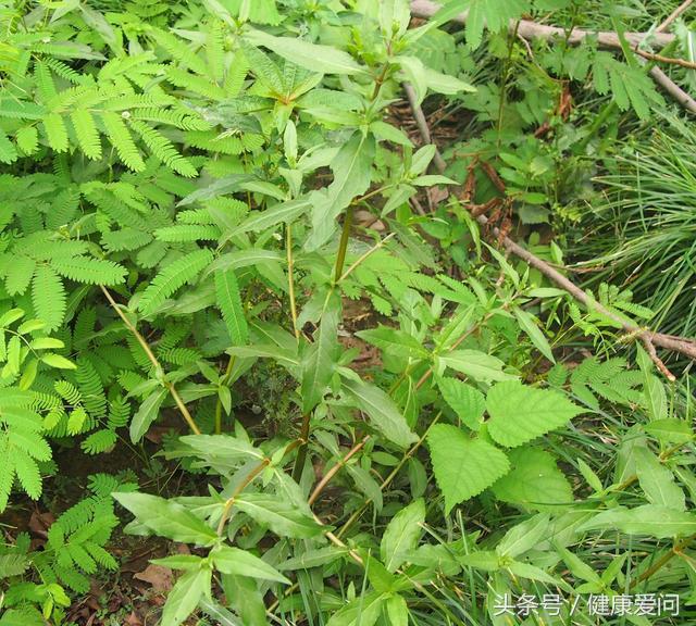 每日一味中药墨旱莲,每日学一味中药牛膝