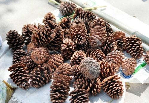 不值钱的松果图片,不值钱的松果图片大全