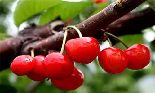 赣榆赶海海葵,自驾游露营野炊赶海