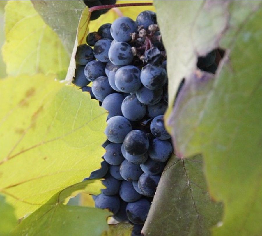 铲屎官新手必看攻略,新手铲屎官必做的10件事