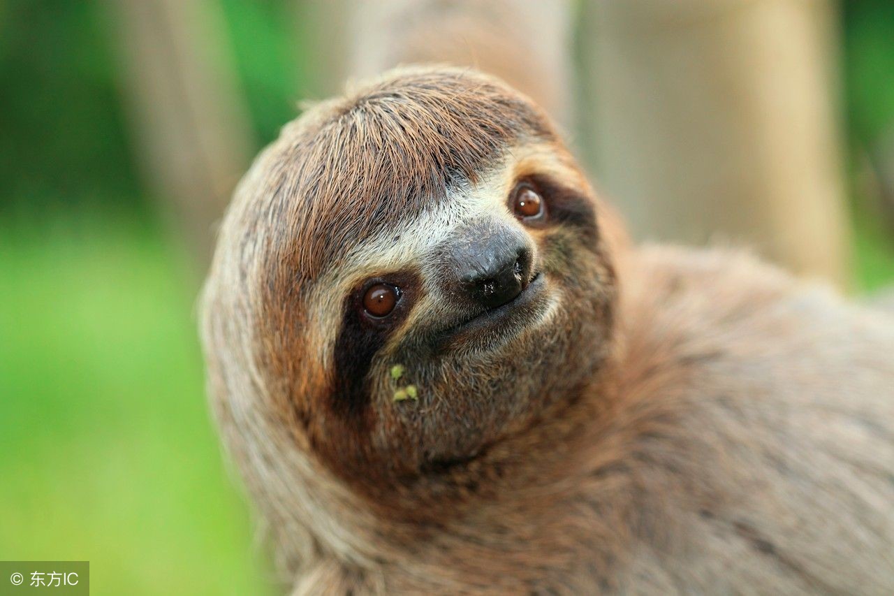 8个奇怪的冷知识,8个让人难以置信的冷知识