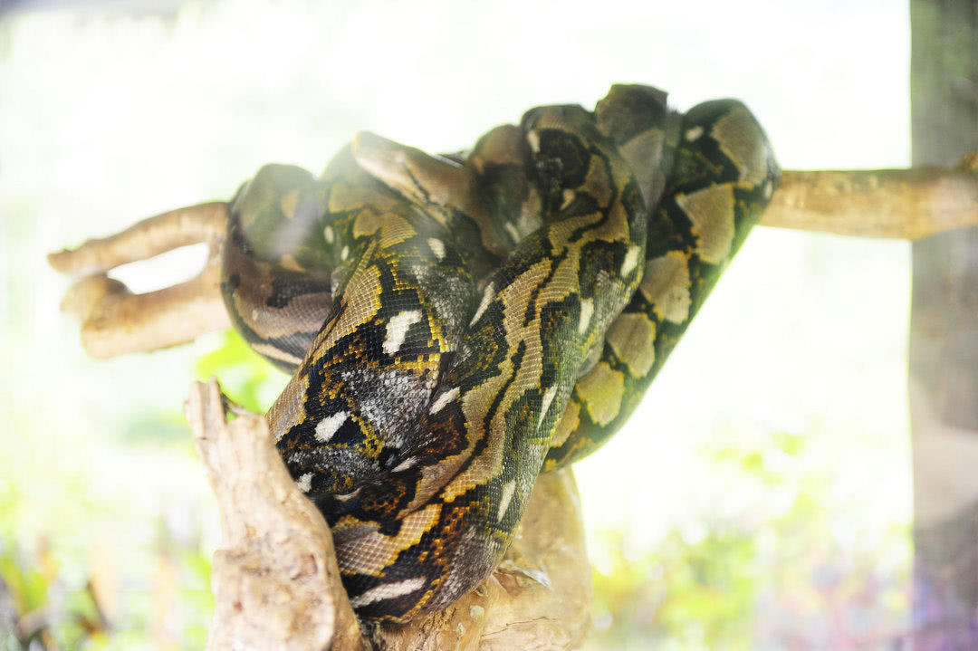 它被誉为“大胃王”，体重达447公斤，一次能吞下大自己10倍动物