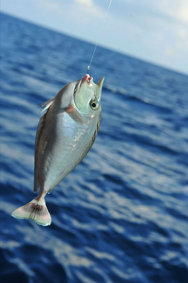 海钓，勇敢者的征服之旅