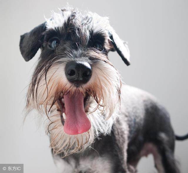 养雪纳瑞犬注意事项,养雪纳瑞开销大吗