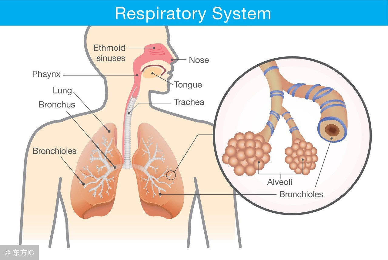 支气管哮喘的治疗方法口诀,支气管哮喘的药疗指导