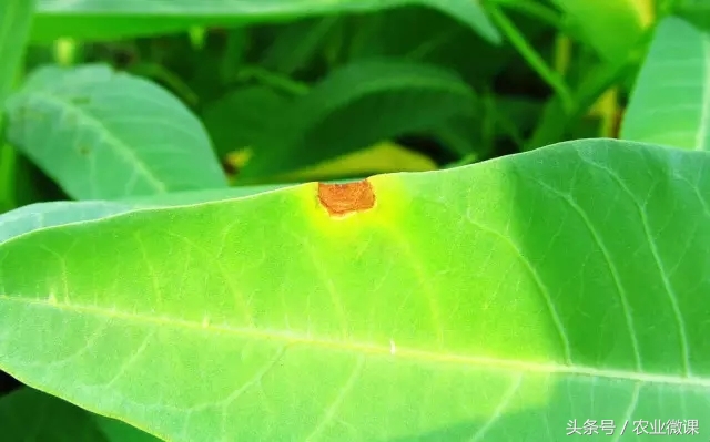 空心菜炭疽病的防治方法,空心菜锈病怎么防治