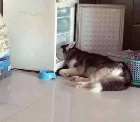 鍝堝＋濂囨櫤鍟嗕笉浣庤タ浼埄浜氶洩姗囩姮,鍝堝＋濂囨槸闆﹪鐘惂