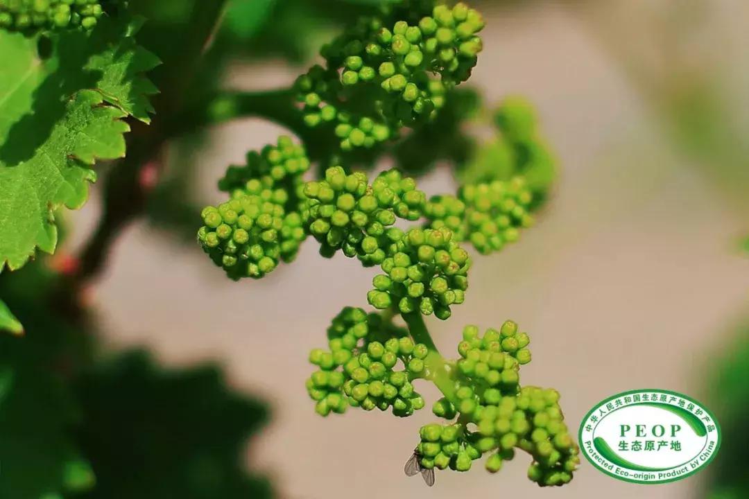 他用对葡园的爱拍出了这片人间仙境