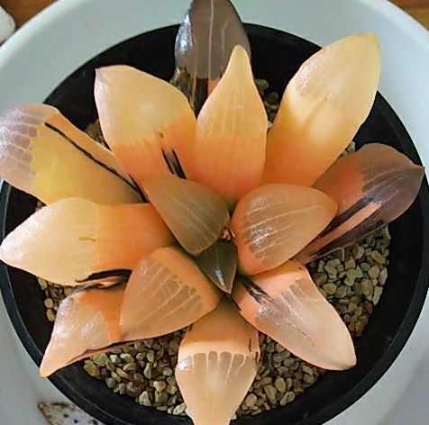 这工资还不够买一颗肉的……