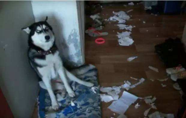 萨摩耶和哈士奇打架比赛,萨摩耶和哈士奇打架图