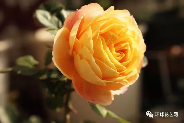 稀有玫瑰花品种大全图片,九种常见玫瑰花品种排名