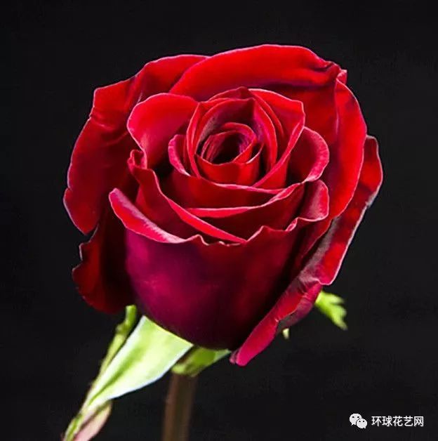 十大最稀有的玫瑰花品种图片,稀有玫瑰花品种大全图片