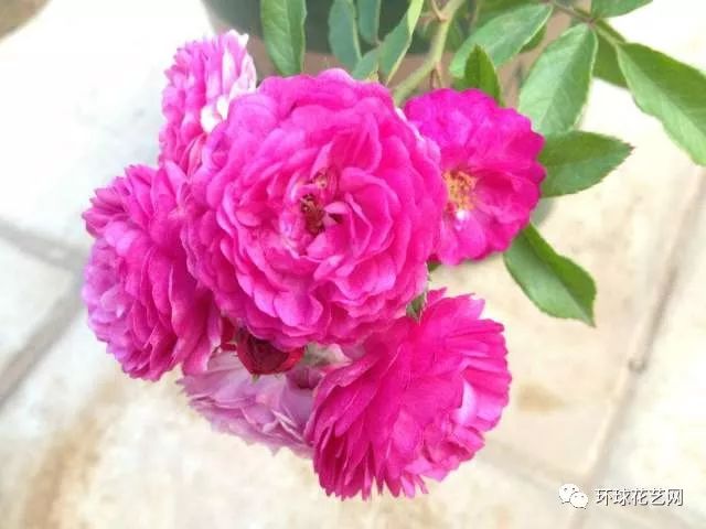 稀有玫瑰花品种大全图片,九种常见玫瑰花品种排名