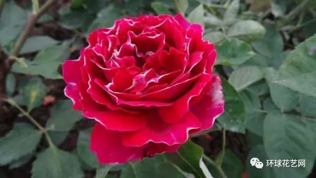 稀有玫瑰花品种大全图片,九种常见玫瑰花品种排名