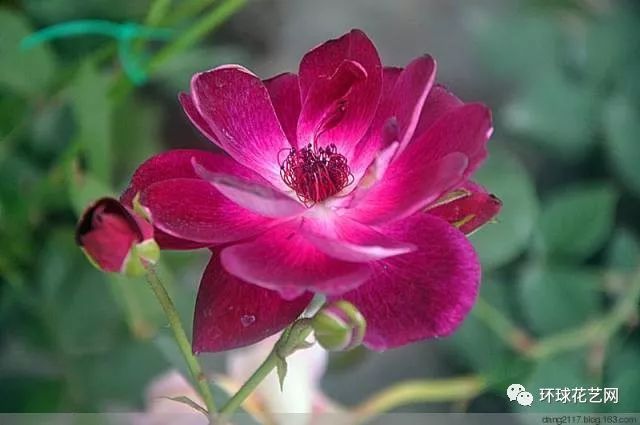 稀有玫瑰花品种大全图片,九种常见玫瑰花品种排名