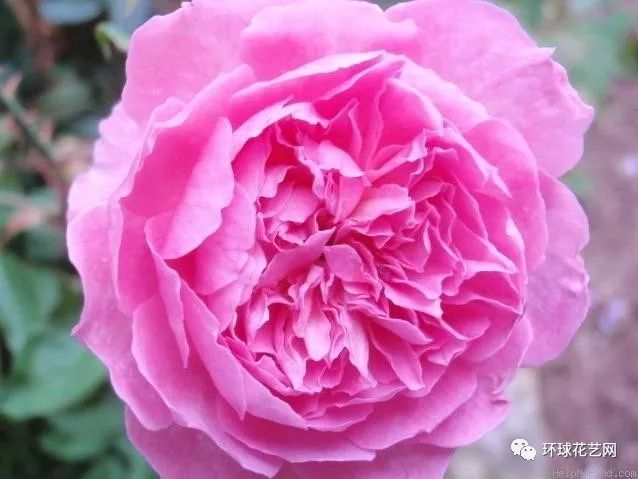 稀有玫瑰花品种大全图片,九种常见玫瑰花品种排名