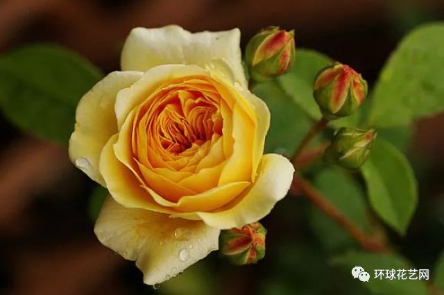十大最稀有的玫瑰花品种图片,稀有玫瑰花品种大全图片