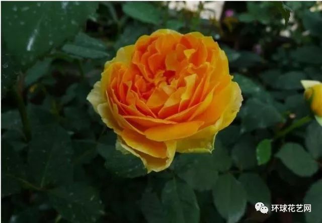 稀有玫瑰花品种大全图片,九种常见玫瑰花品种排名