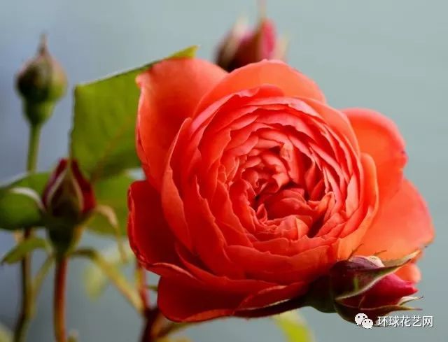 十大最稀有的玫瑰花品种图片,稀有玫瑰花品种大全图片