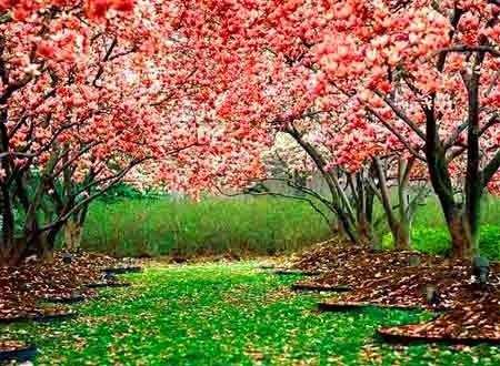 如何知道桃花运什么时候来,桃花运是怎么回事