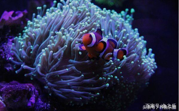 养鱼硝化细菌正确使用方法,硝化细菌在养鱼过程中如何使用