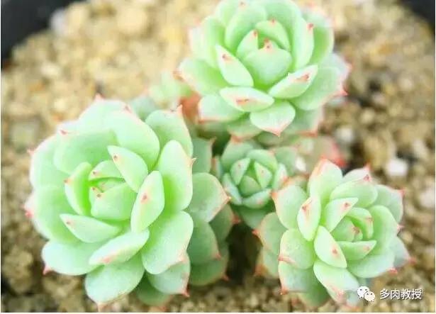 皮实好养的5款多肉,推荐几款多肉好看又好养的