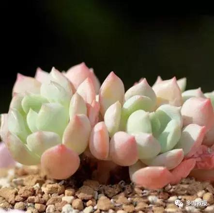 皮实好养的5款多肉,推荐几款多肉好看又好养的