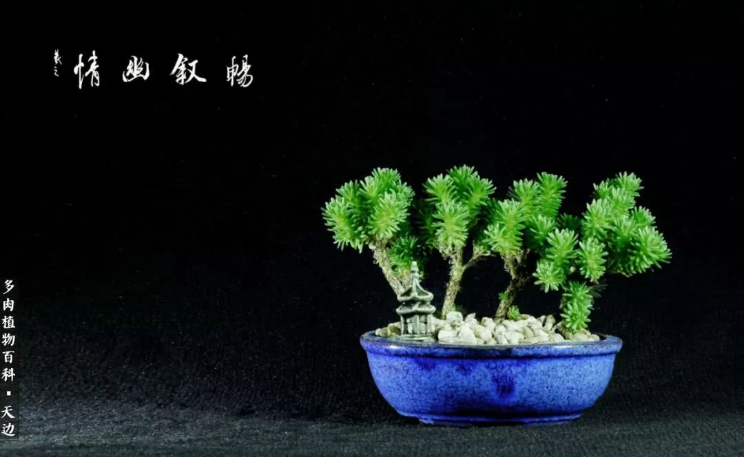 球松——不一样的美！诗一样的完美意境！