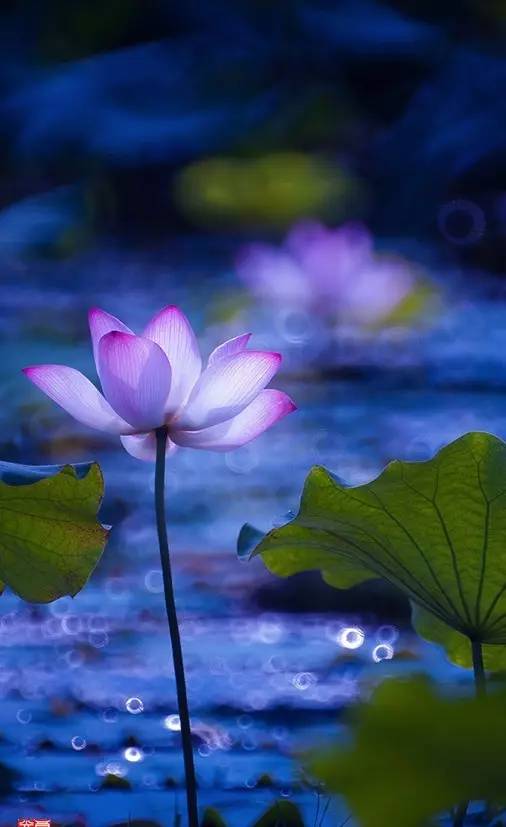 上海赏荷花最好的地方,上海秋冬拍荷花最佳地点