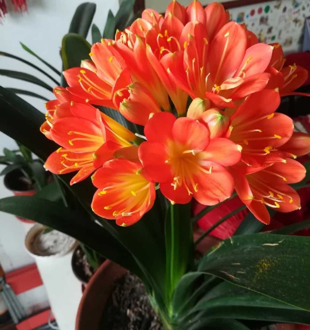 为何有的君子兰怎么养都不开花,君子兰长得很好但不开花怎么办