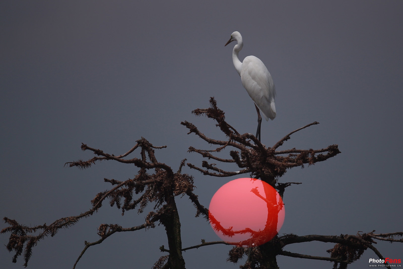 拍鸟如何选择对焦,全方位揭秘拍鸟技巧