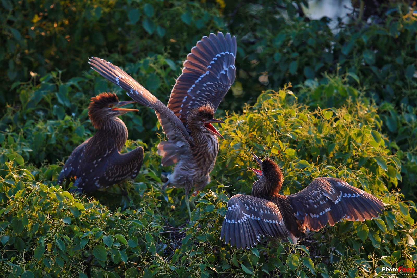 拍鸟如何选择对焦,全方位揭秘拍鸟技巧