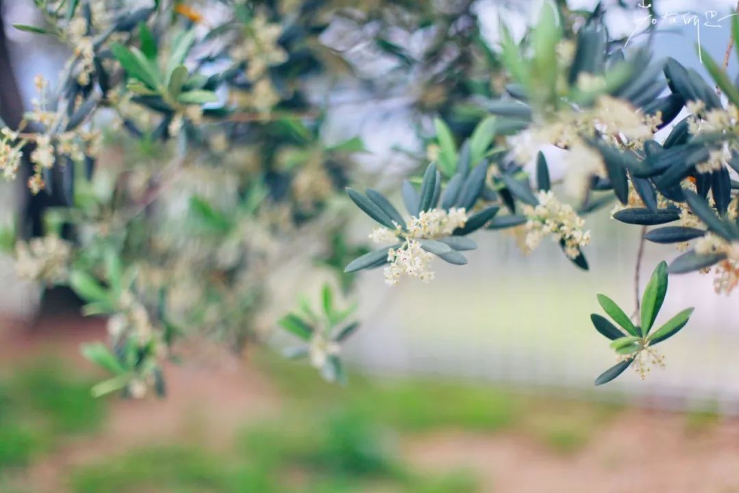 日本的哪个地方中国人不能去,日本什么地方很多中国人