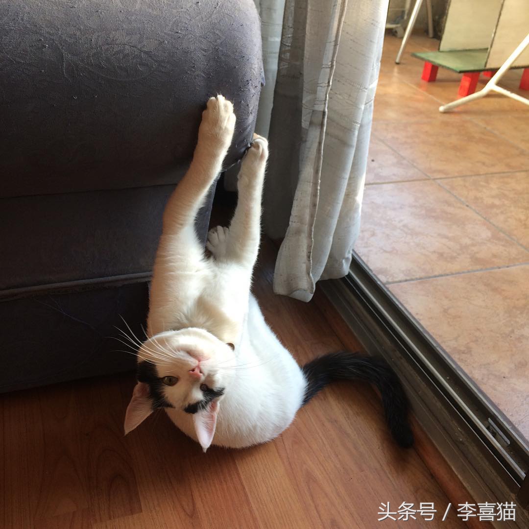 大名鼎鼎的中华气死猫,专业欺负铲屎官,谁养谁知道