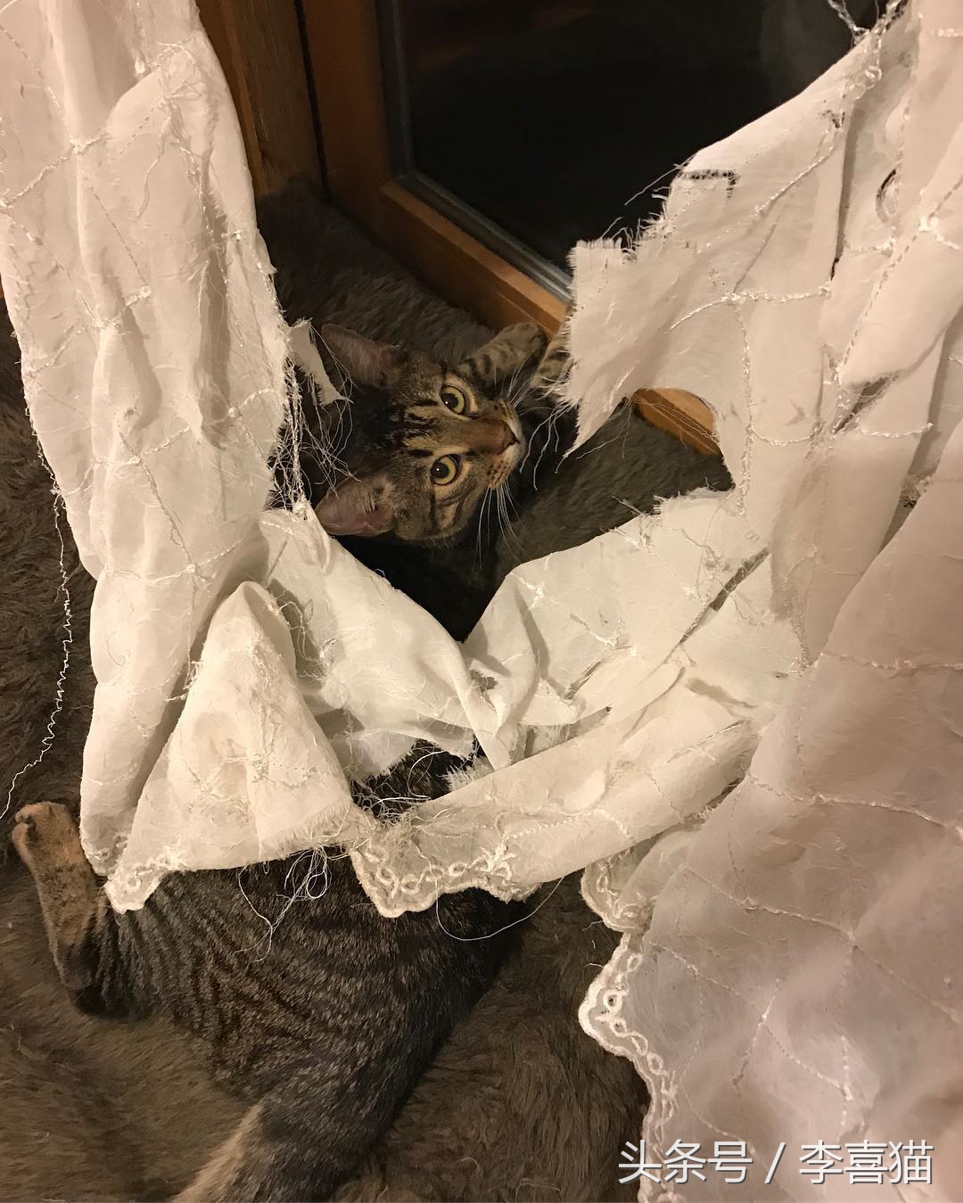 大名鼎鼎的中华气死猫,专业欺负铲屎官,谁养谁知道