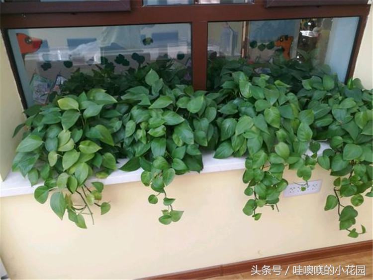绿萝黄叶掉叶小妙招,绿萝疯狂长藤怎么办