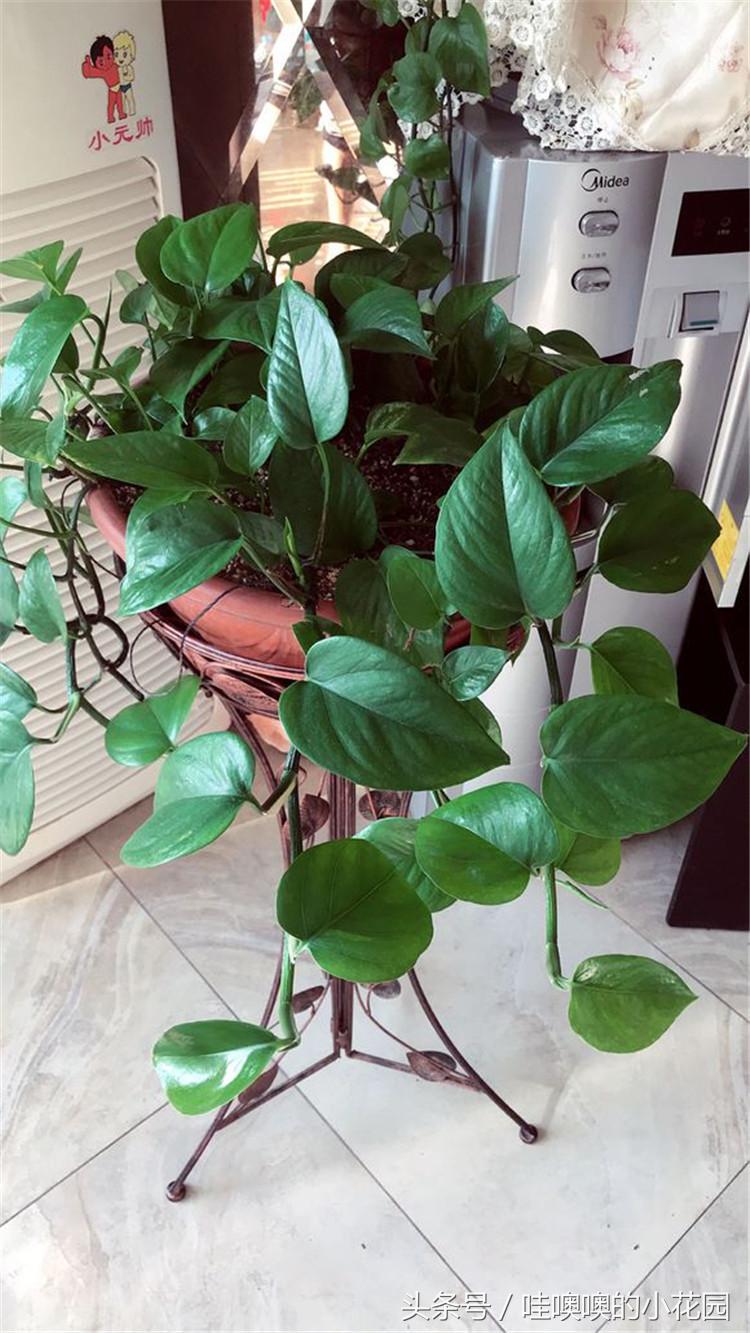 绿萝黄叶掉叶小妙招,绿萝疯狂长藤怎么办