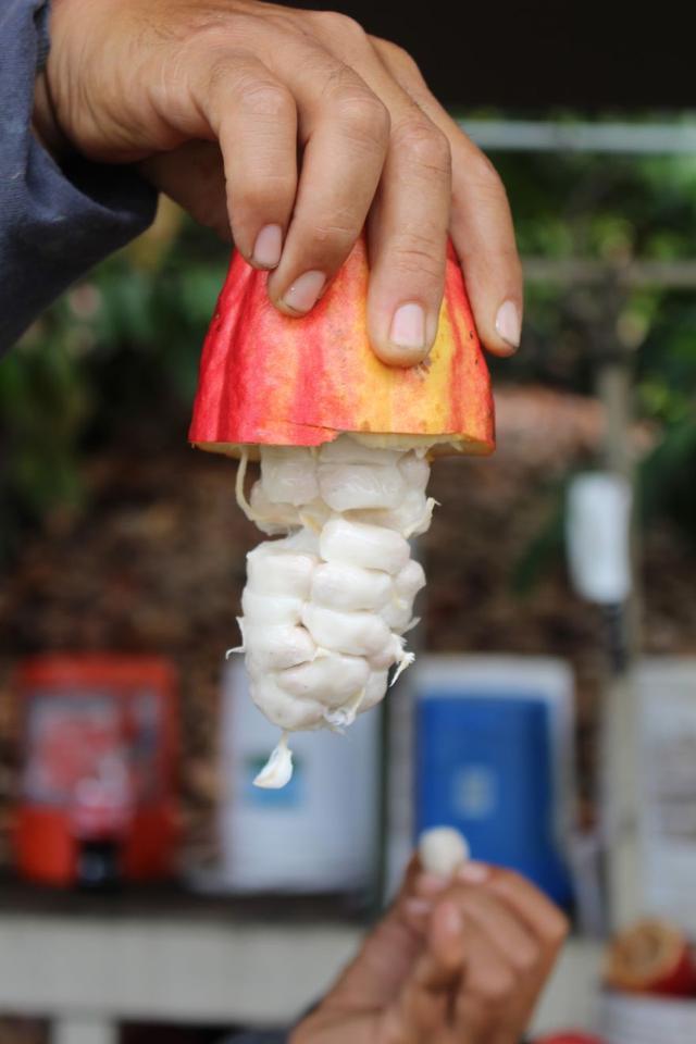 美味巧克力做法,美味巧克力派制作方法