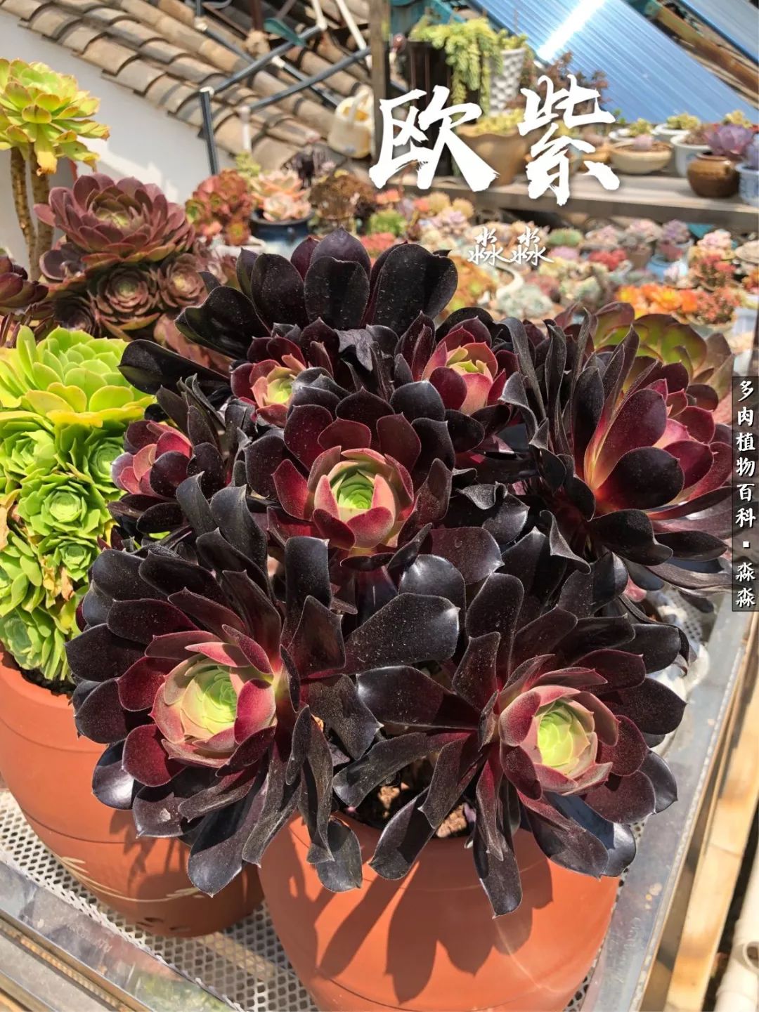 佛系养肉者,佛系养猫养狗人